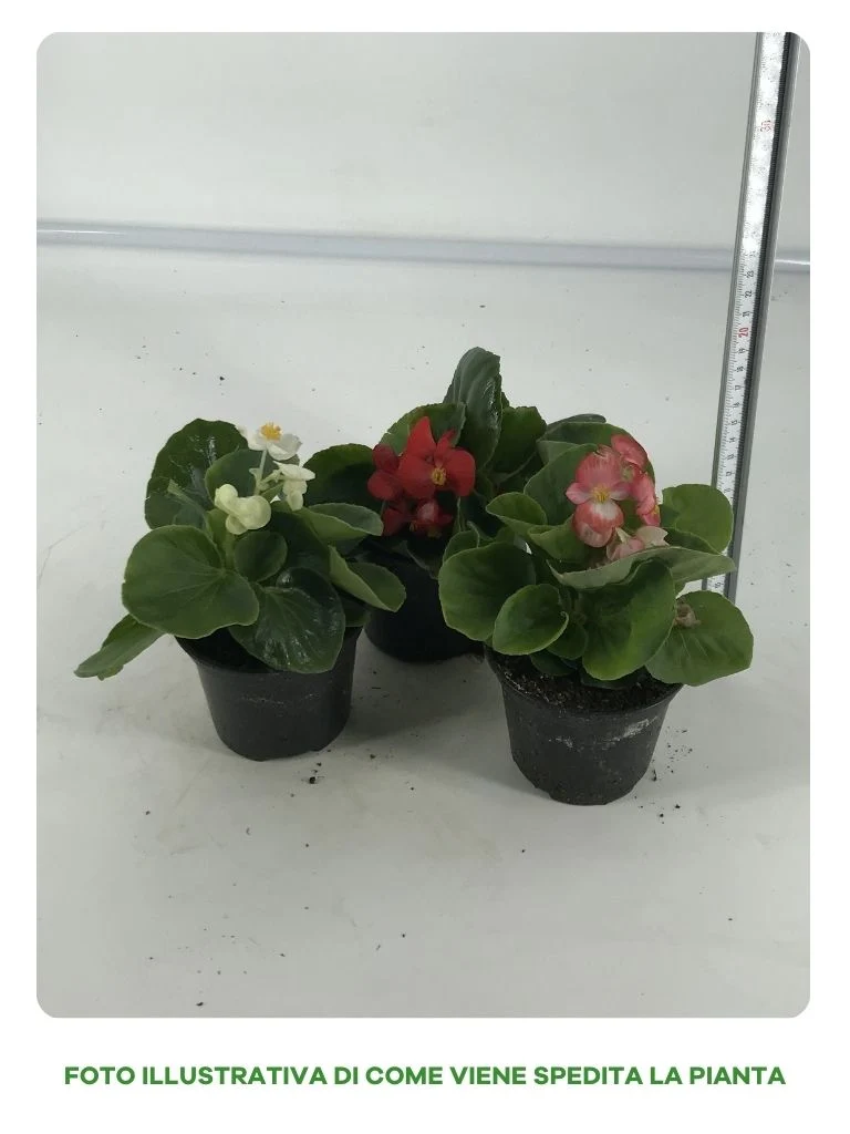 OFFERTA SET 3 BEGONIETTE IN VASO 10CM COLORI ASSORTITI