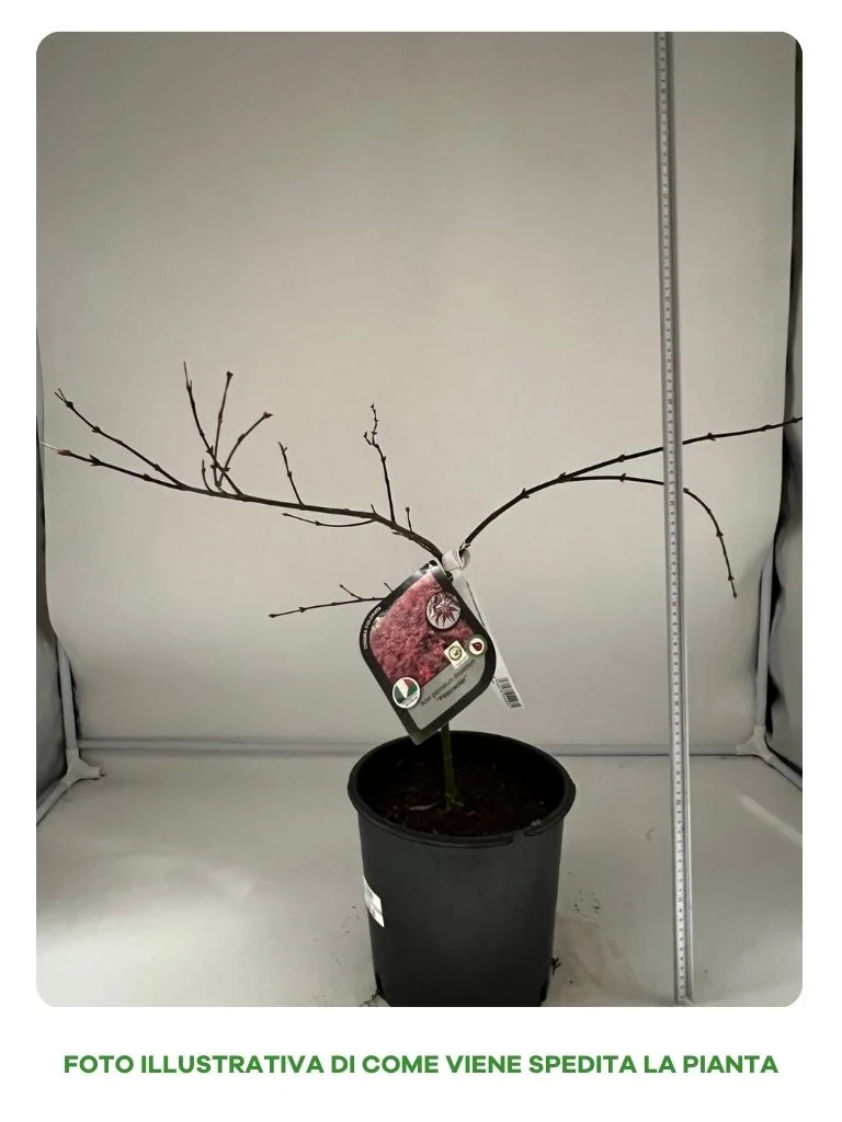 ACERO PALMATUM DISSECTUM FIRECRACKER IN VASO 22CM