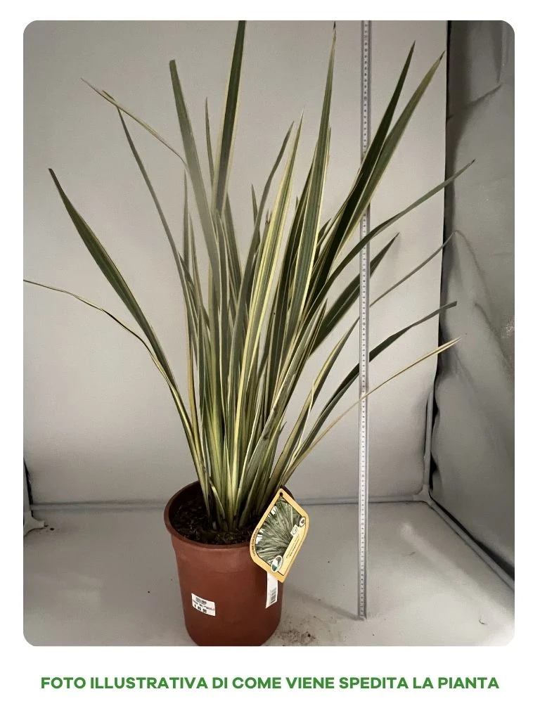 PHORMIUM TENAX VARIEGATUM IN VASO 24CM