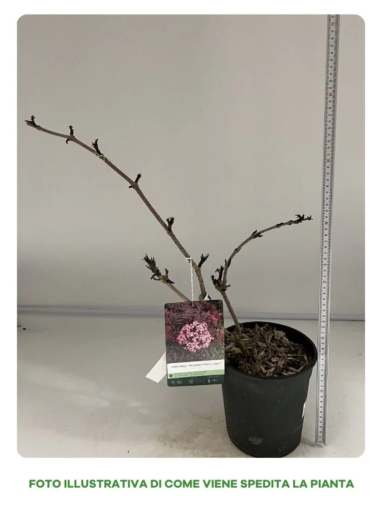 SAMBUCO CHERRY LACE IN VASO 18CM