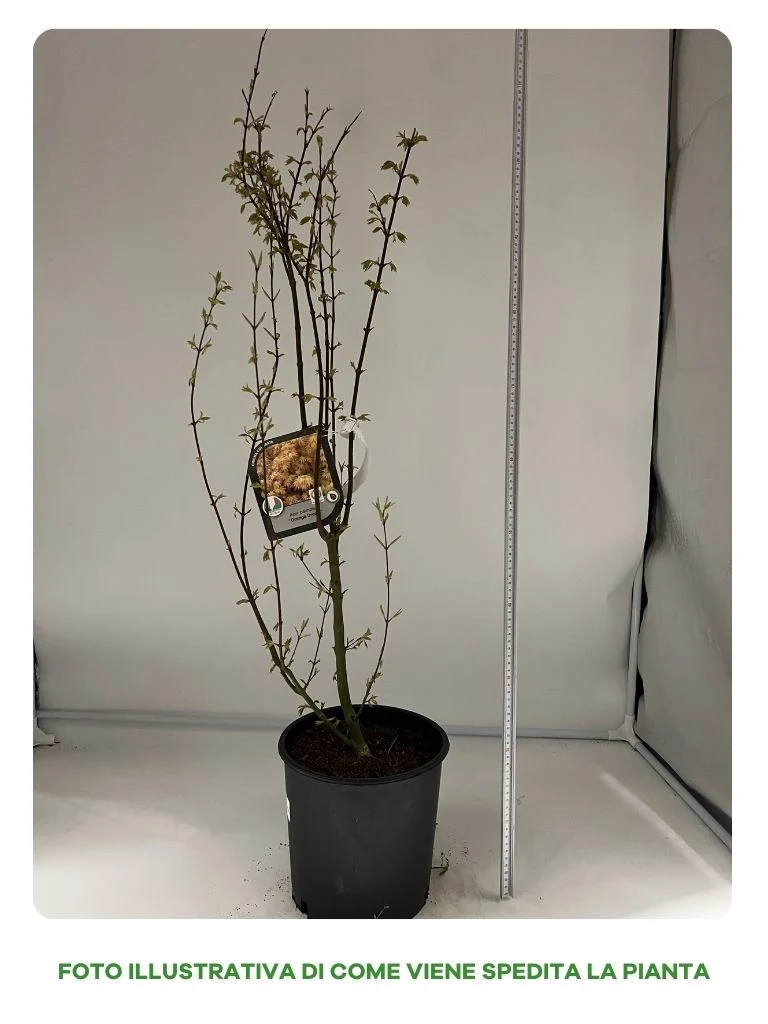 ACERO PALMATUM ORANGE DREAM IN VASO 22CM