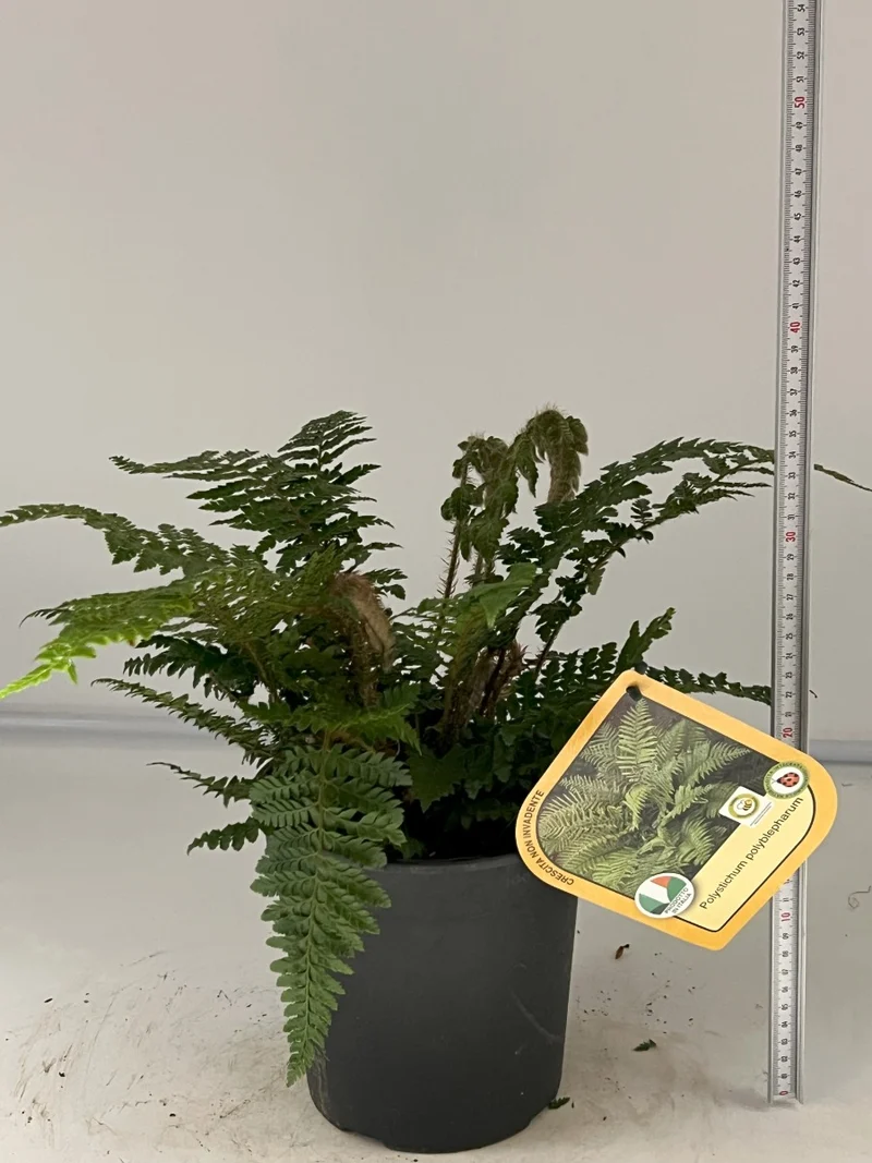 POLYSTICHUM POLYBLEPHARUM IN VASO 18CM