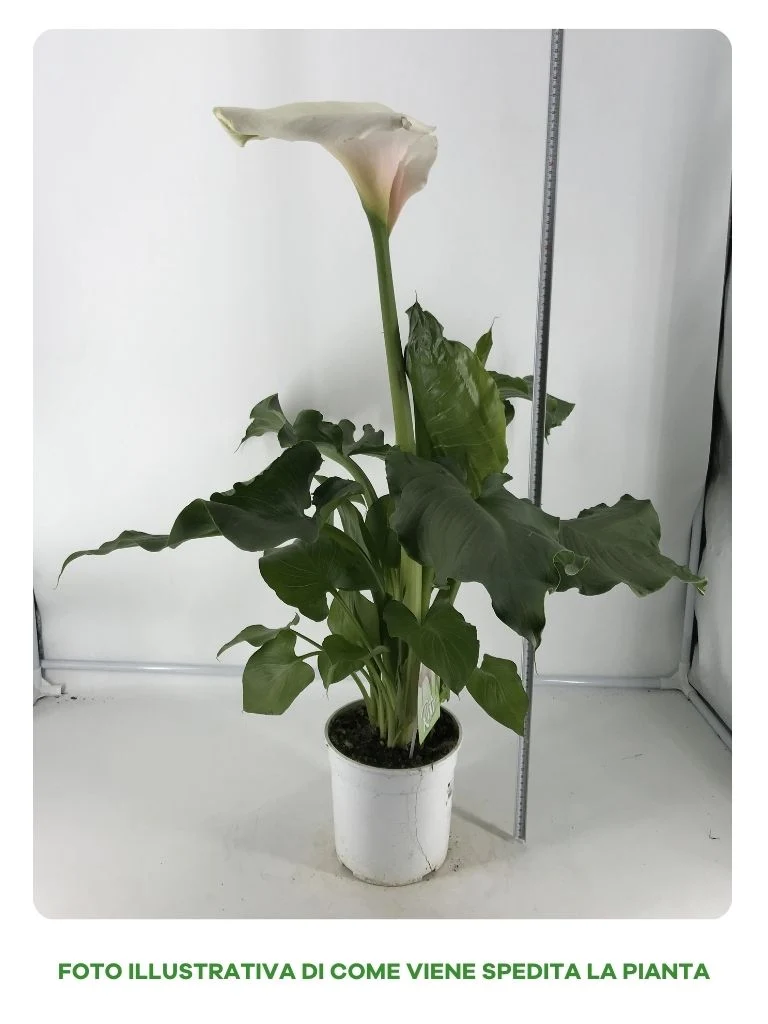 CALLA RITA ZANTEDESCHIA AETHIOPICA IN VASO 18CM