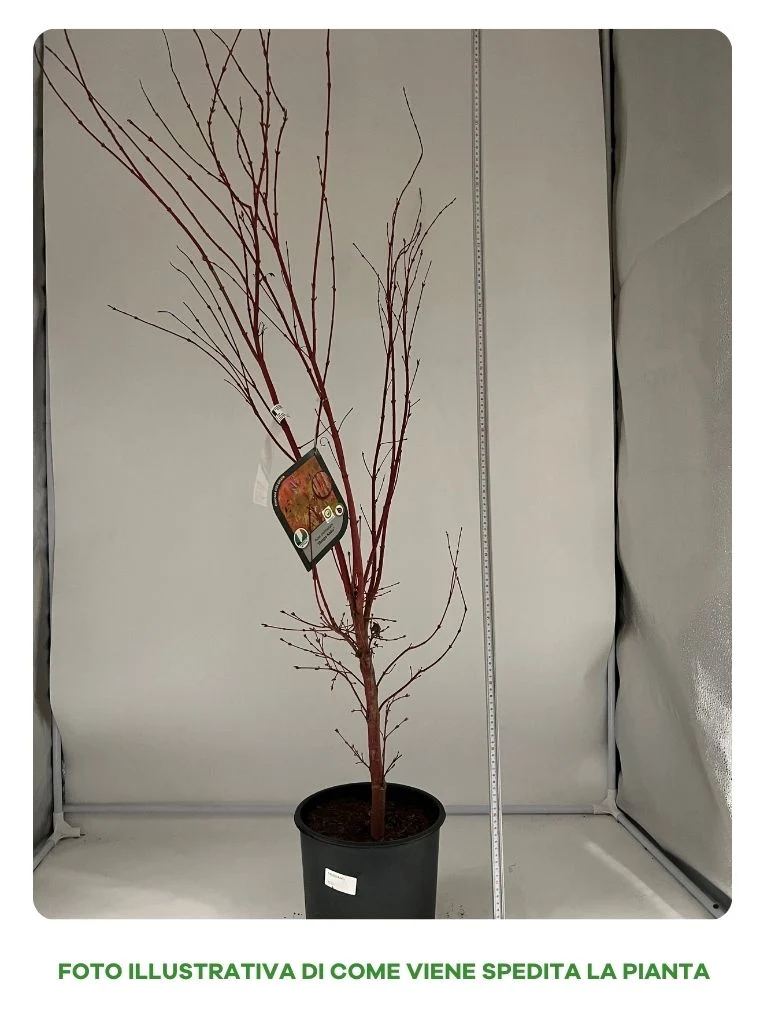 ACERO PALMATUM SANGO KAKU IN VASO 22CM