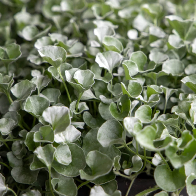 DICHONDRA IN VASO 16CM