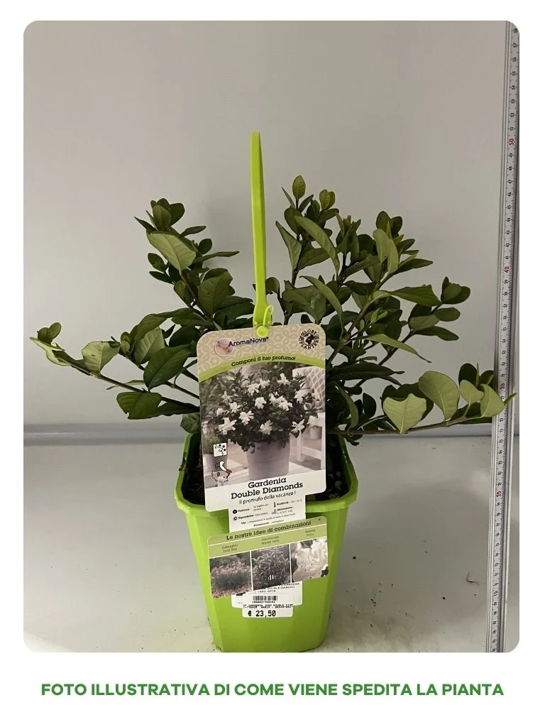 GARDENIA JASMINOIDES DOUBLE DIAMOND IN VASO 19CM