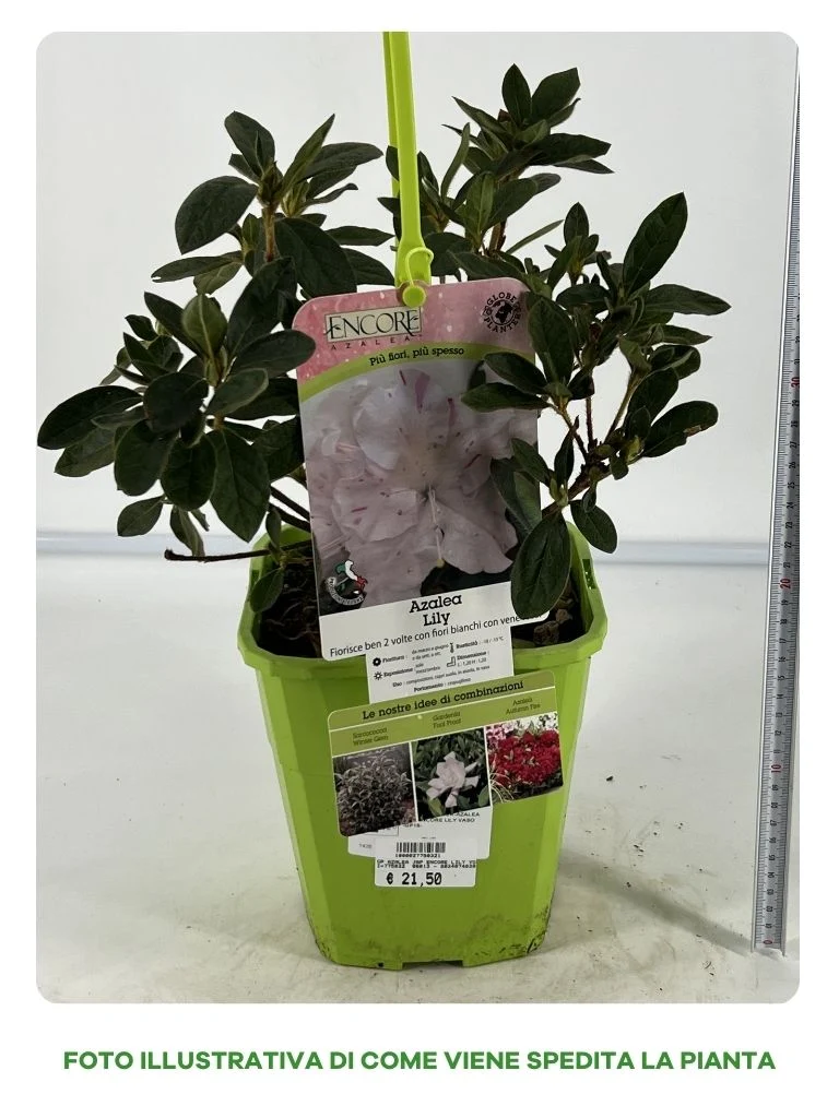 AZALEA ENCORE LILY IN VASO 19CM