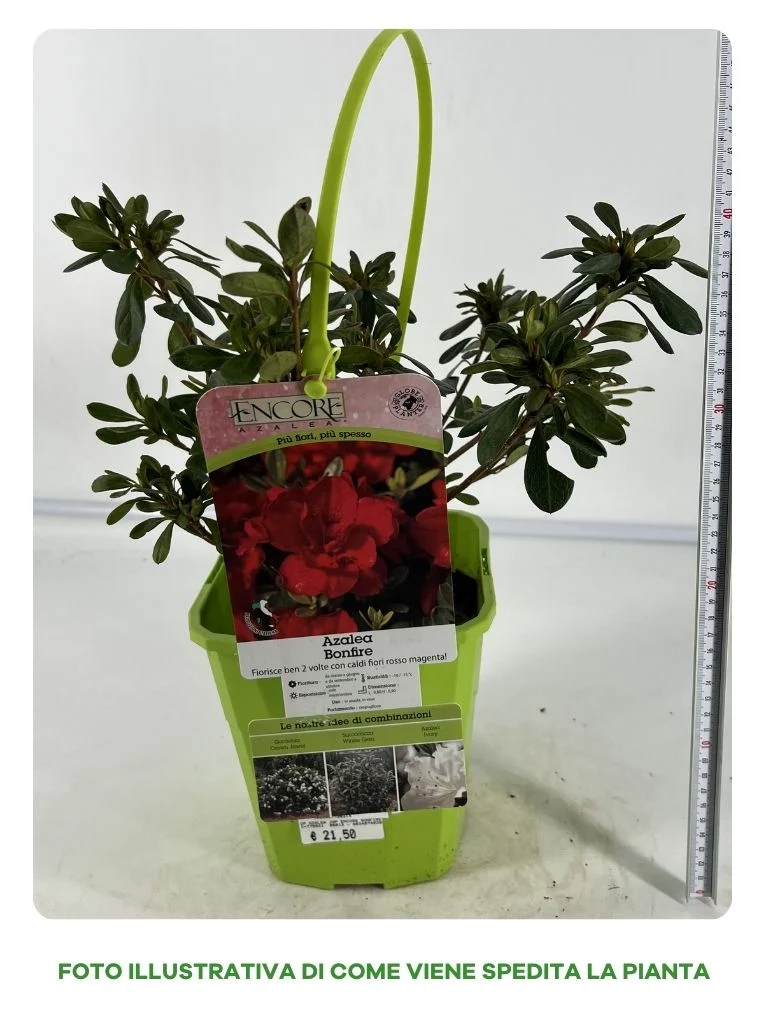 AZALEA BONFIRE IN VASO 19CM