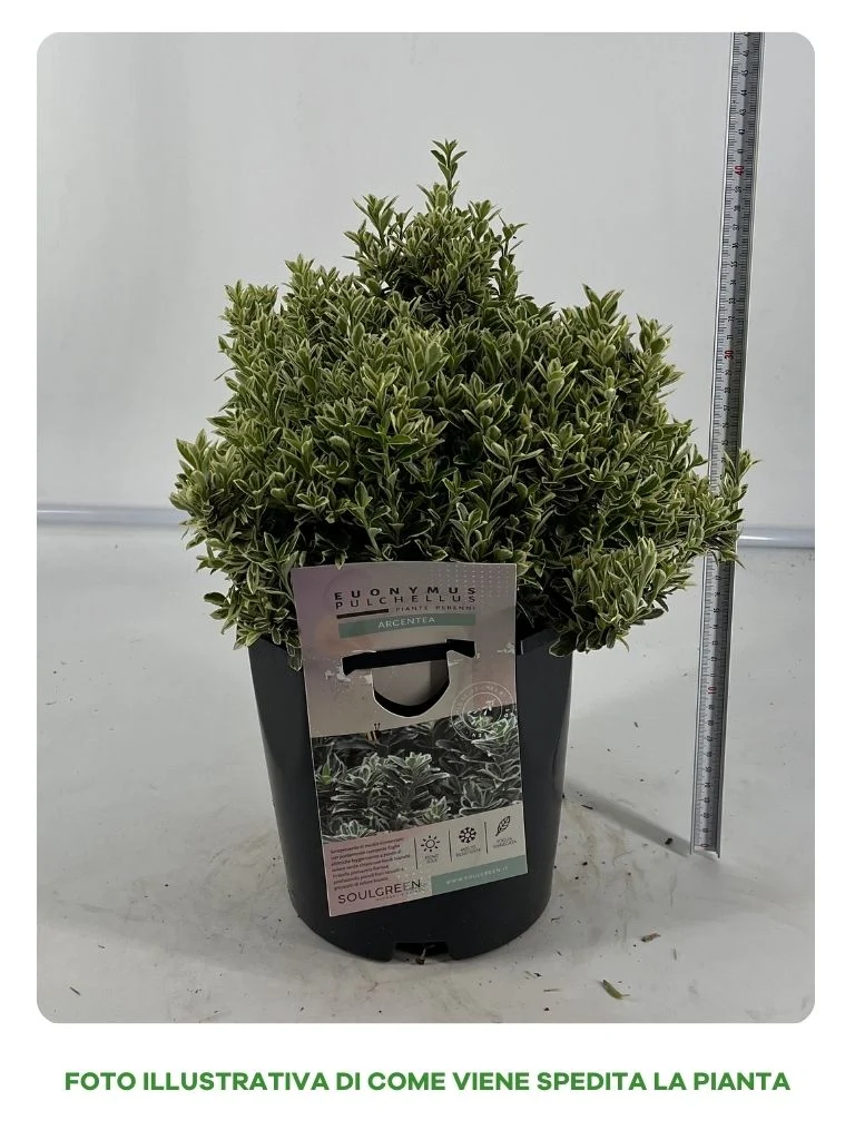 EUONIMUS PULCHELLUS ARGENTEA IN VASO 17CM