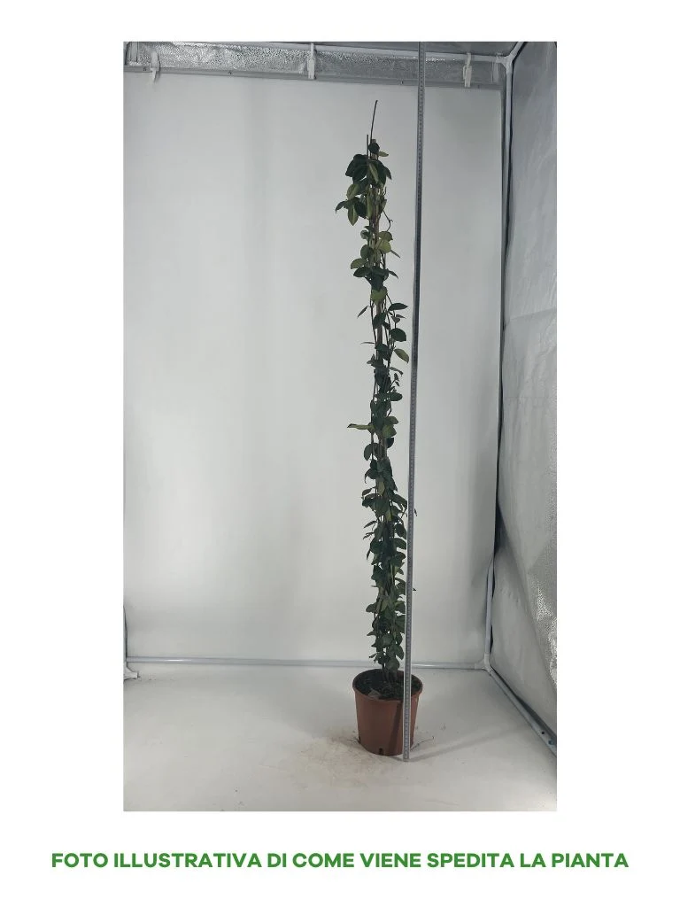 TRACHELOSPERMUM RHYNCOSPERMUM FALSO GELSOMINO IN VASO 18CM