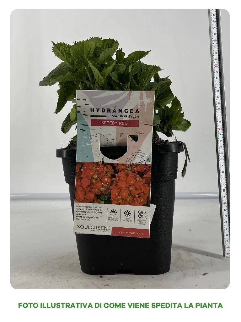 ORTENSIA SPEEDY RED IN VASO 18CM