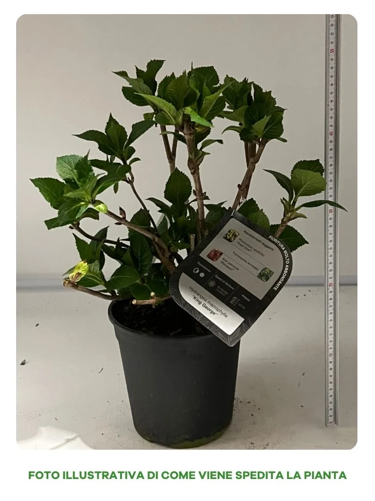 HYDRANGEA MACROPHYLLA SOEUR THERESE IN VASO 18CM