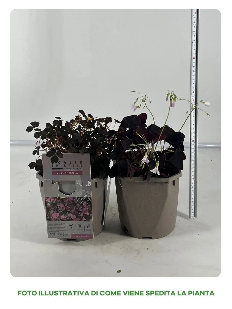 OXALIS CESPUGLIO IN VASO 16CM VARIETA' ASSORTITA