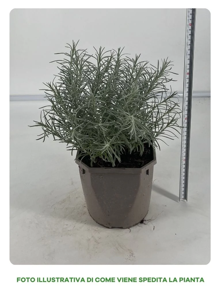 HELICRYSUM ITALICUM IN VASO 17CM