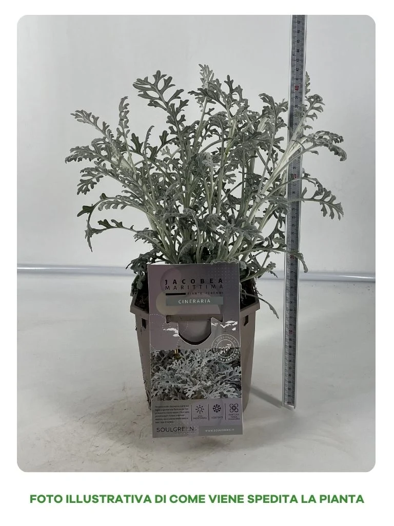 CINERARIA IN VASO 17CM