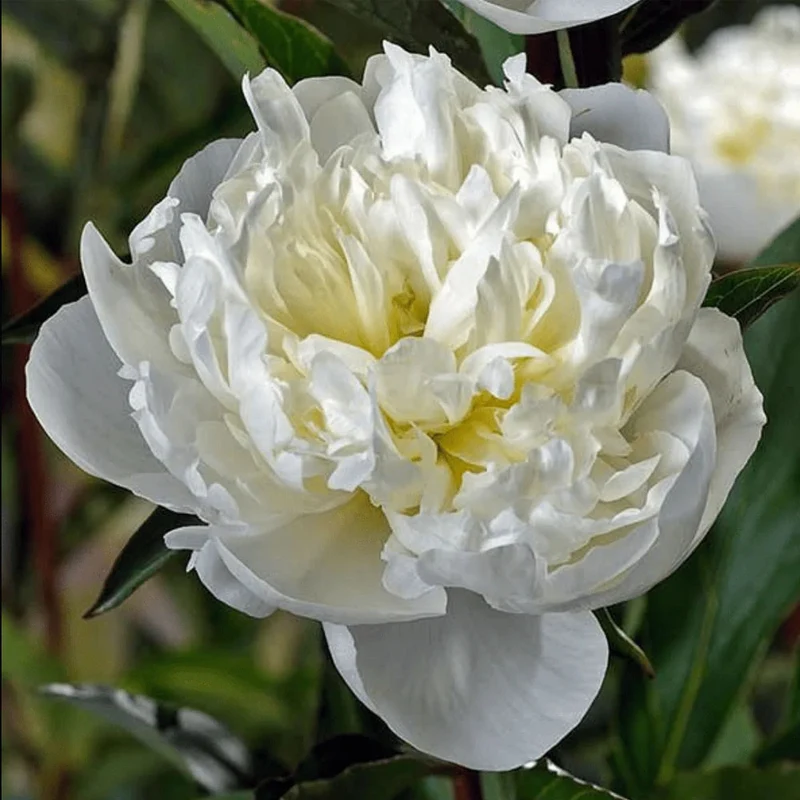 PAEONIA LACTIFLORA DUCHESSA IN VASO 24CM