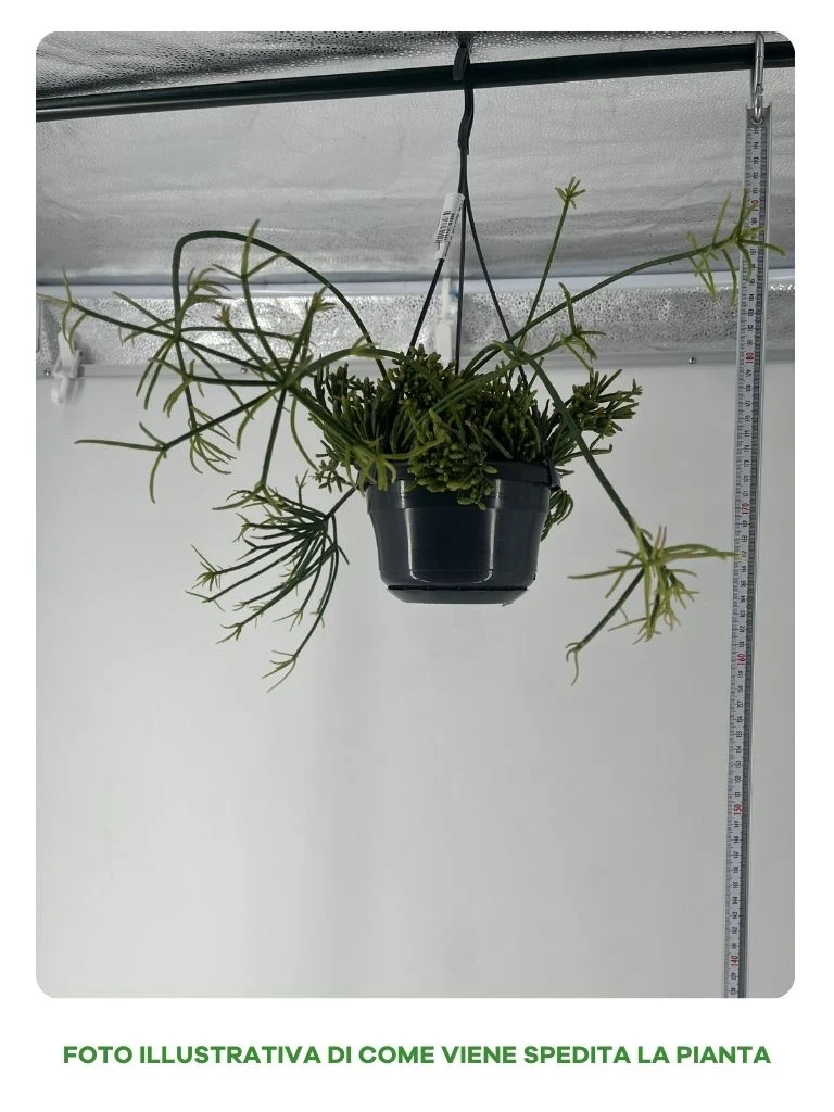 RYPSALIS BACCIFERA IN BASKET 13CM