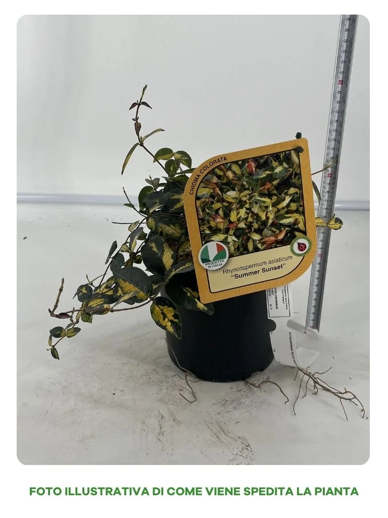 RYNCOSPERMUM ASIATICUM SUMMER SUNSET VASO 15CM
