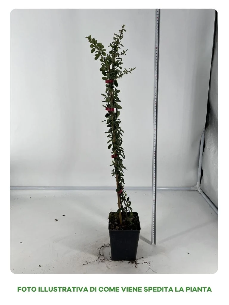 PYRACANTHA ROSSA VASO 12CM
