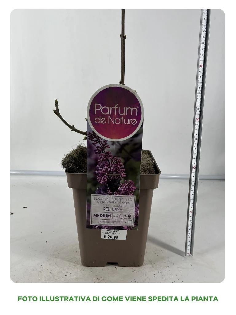 SYRINGA RED WINE VASO 23CM
