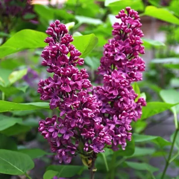 SYRINGA ROYALTY VASO 23CM