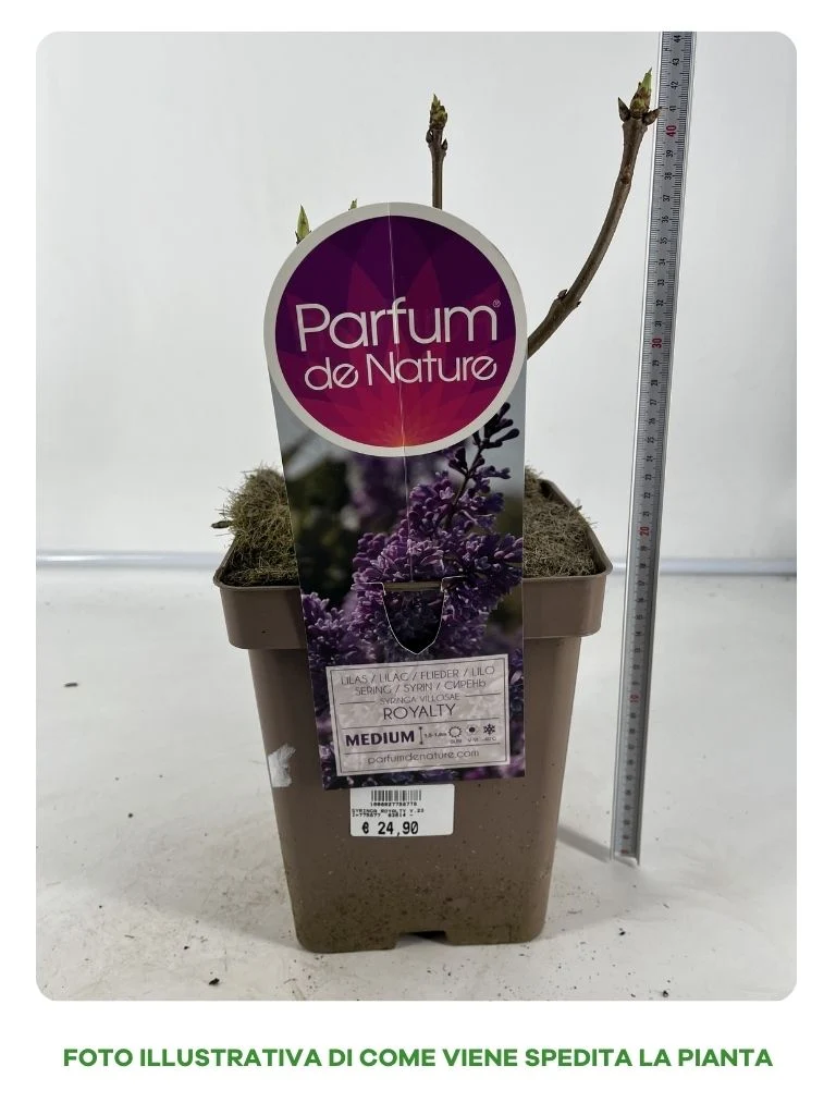 SYRINGA ROYALTY VASO 23CM