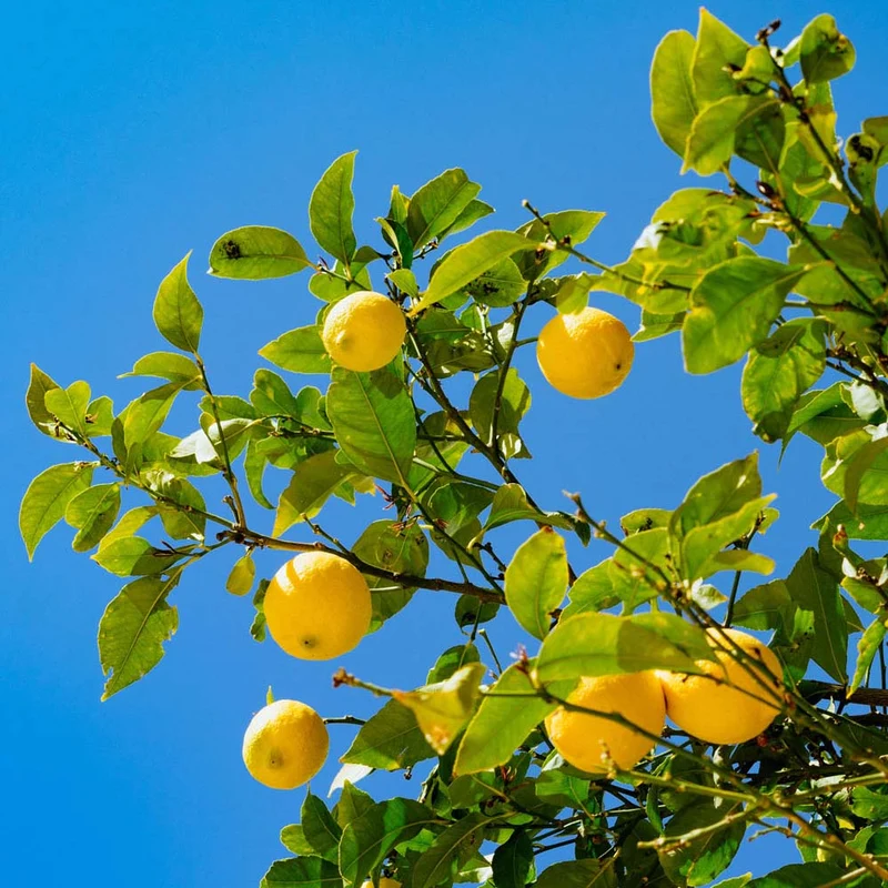 LIMONE CITRUS VASO QUADRATO 14CM