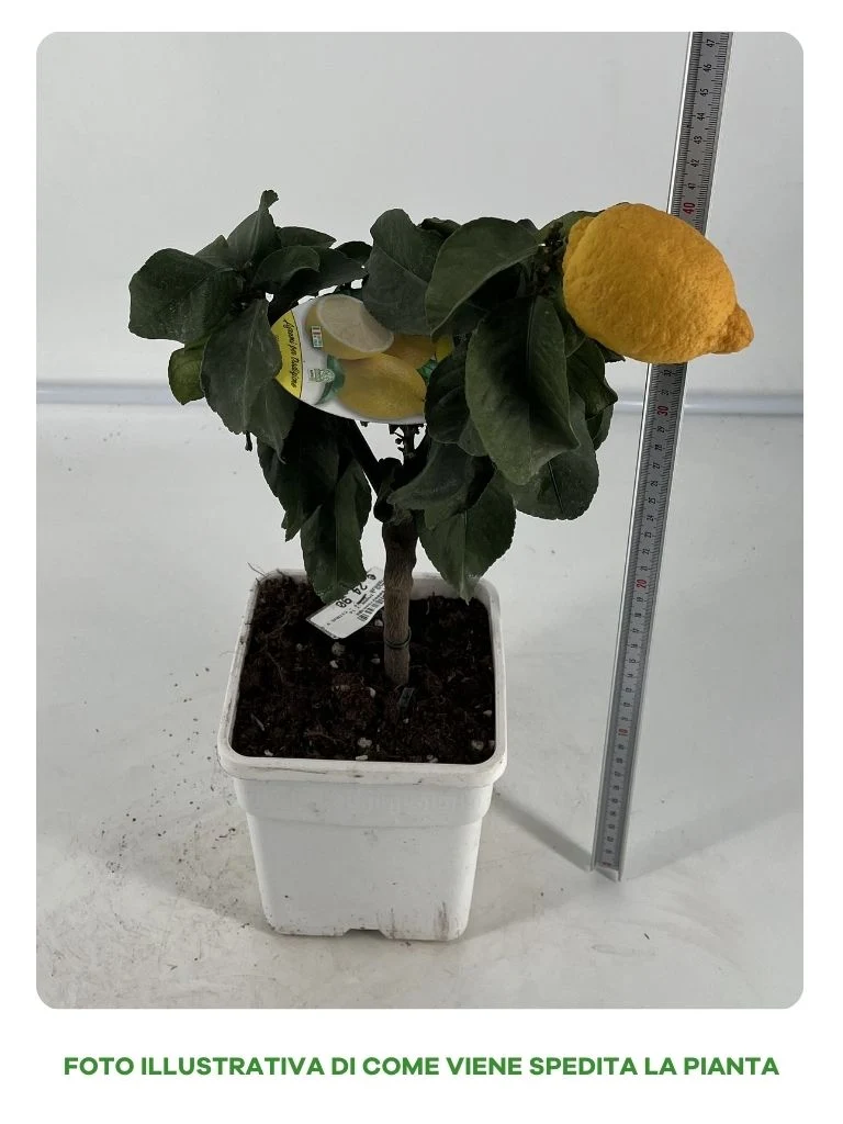 LIMONE CITRUS VASO QUADRATO 14CM