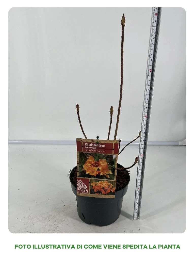 AZALEA KNAPHILL FANAL VASO 16CM GIALLO ARANCIO