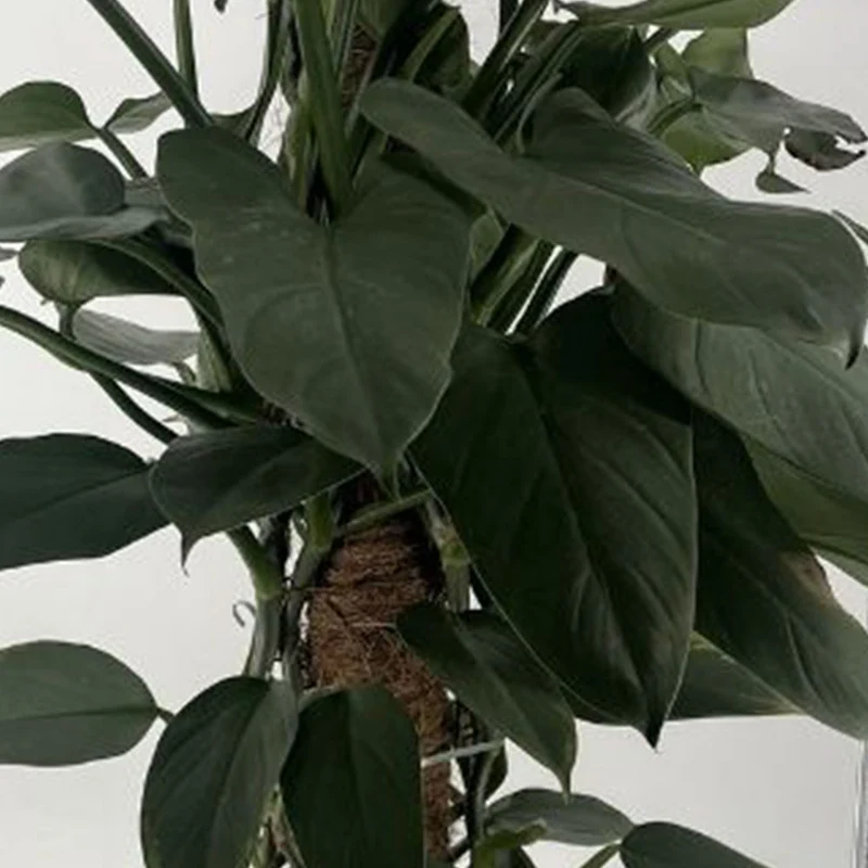 PHILODENDRON GREY VASO 19CM