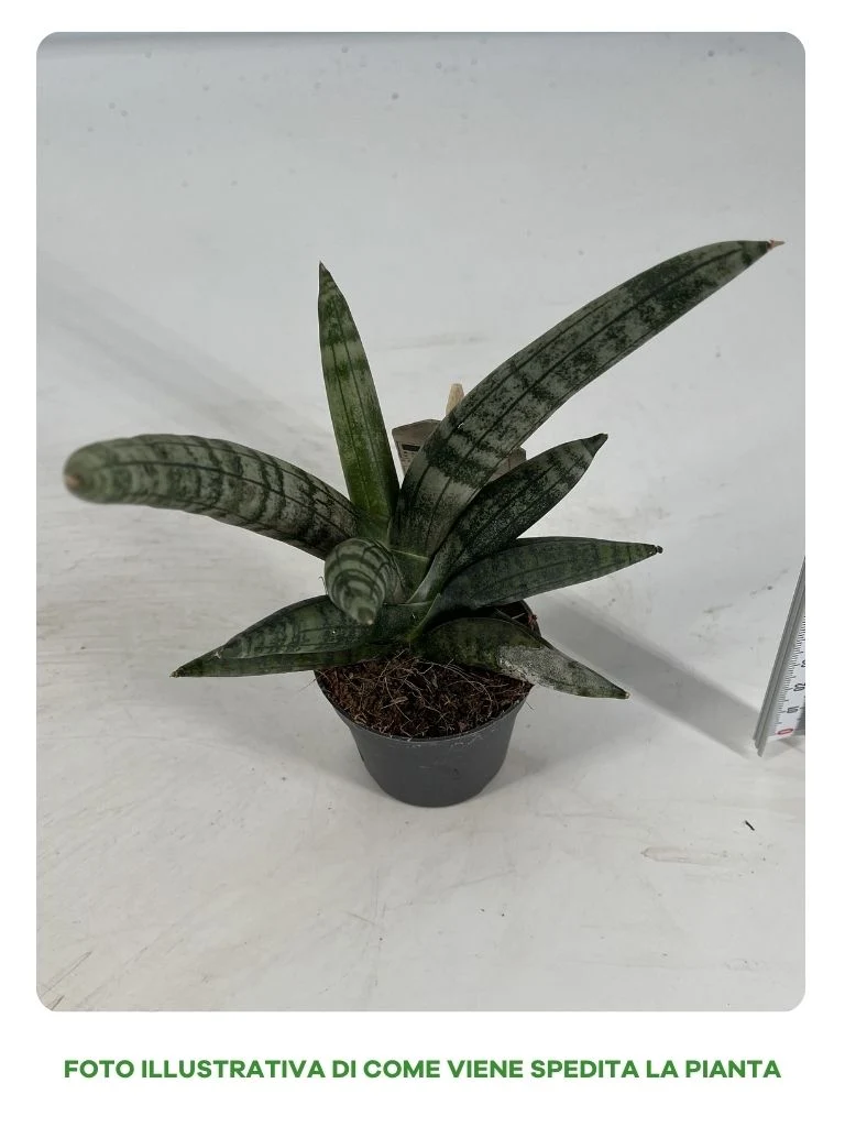 SANSEVIERIA CYLINDRICA BONCEL MIGNON IN VASO 6CM
