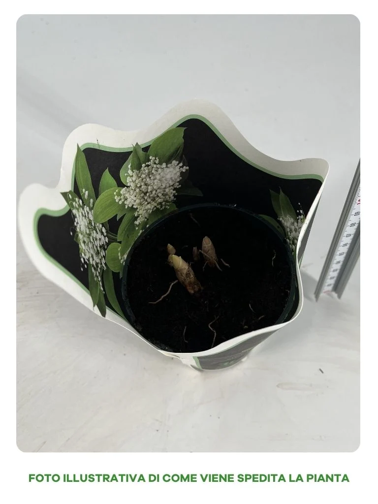 CONVALLARIA MAJALIS IN VASO 10CM