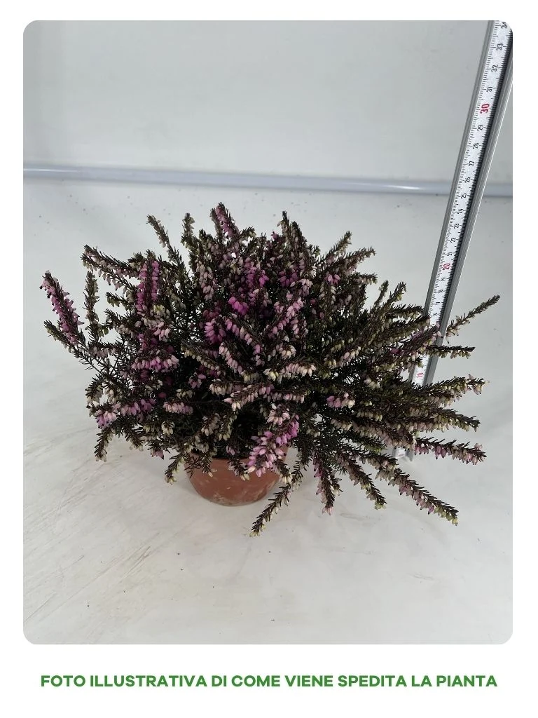 ERICA DARLEYENSIS COLORI ASSORTITI IN VASO 13CM