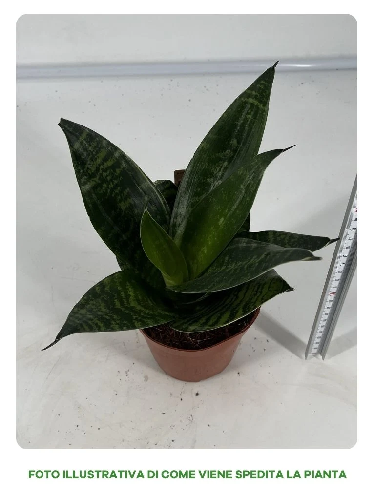 SANSEVIERIA HAHNII IN VASO 12CM