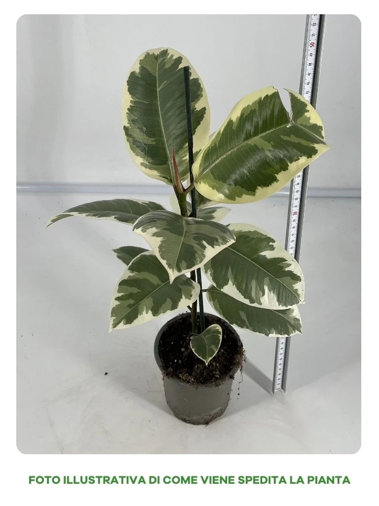 FICUS ELASTICA TINEKE VASO 13CM