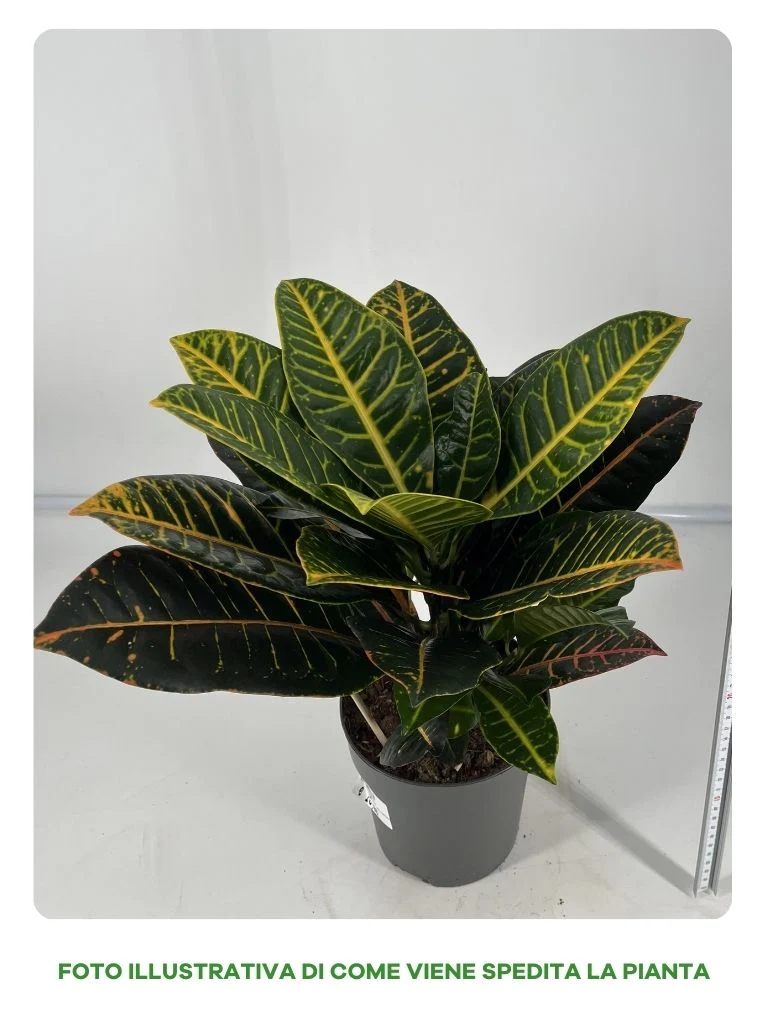 CODIAEUM PETRA VASO 17CM
