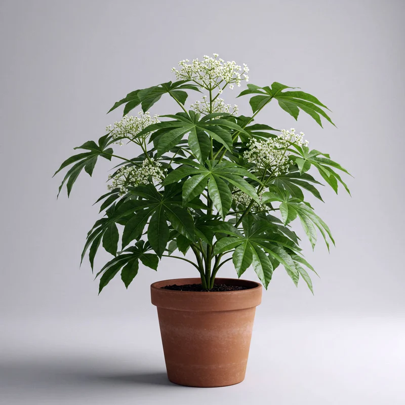 FATSIA JAPONICA IN VASO 21CM
