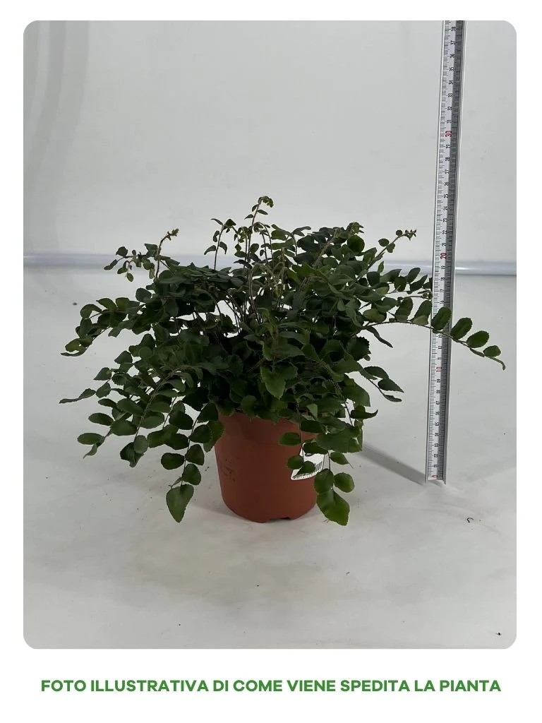 PELLAEA ROTUNDIFOLIA IN VASO 12CM