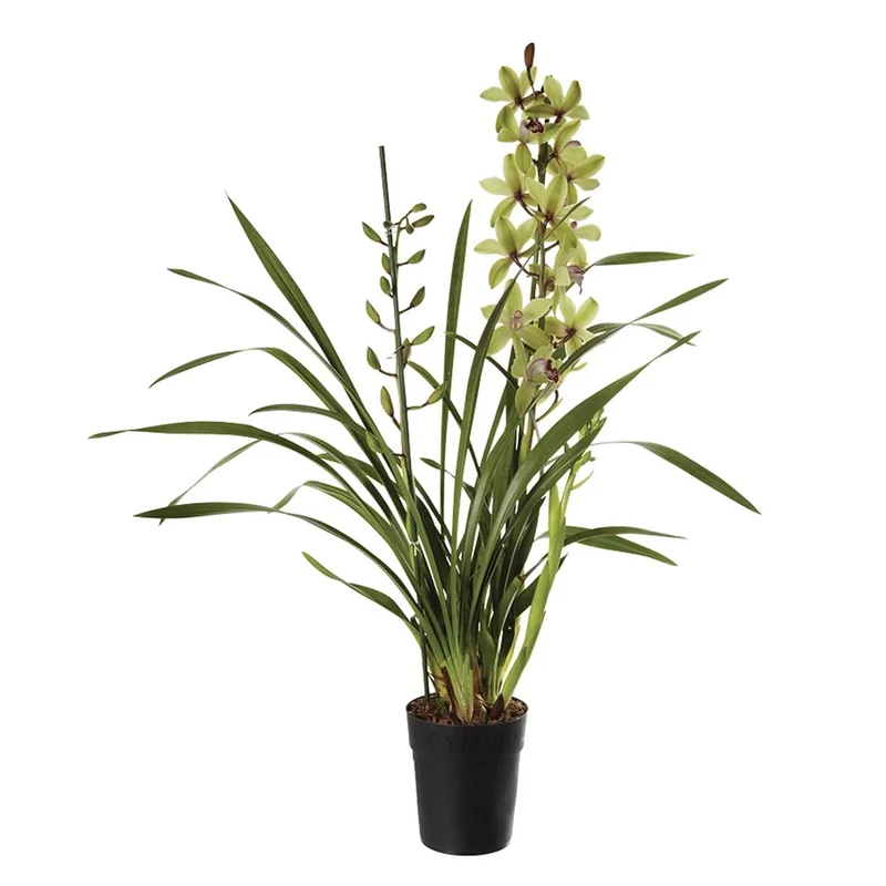 ORCHIDEA TROPICALE CYMBIDIUM, IN VASO 12 CM