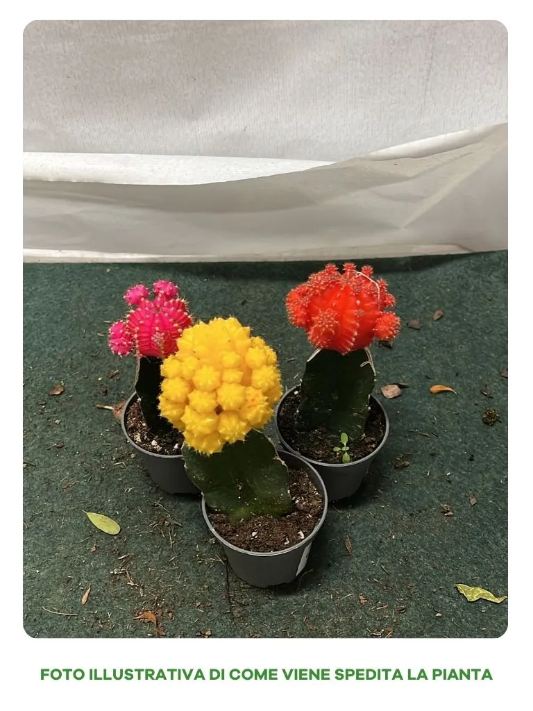 PIANTA GRASSA GYMNOCALYCIUM IN VASO 6CM COLORI ASSORTITI