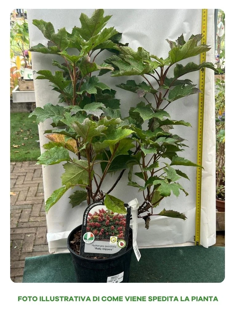 HYDRANGEA QUERCIFOLIA RUBY SLIPPERS VASO 18CM