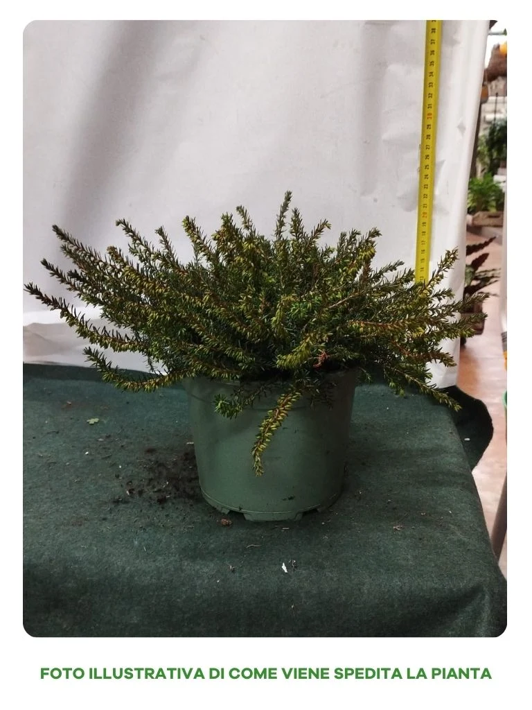 ERICA DARLEYENSIS KRAMERS ROTE VASO 17CM