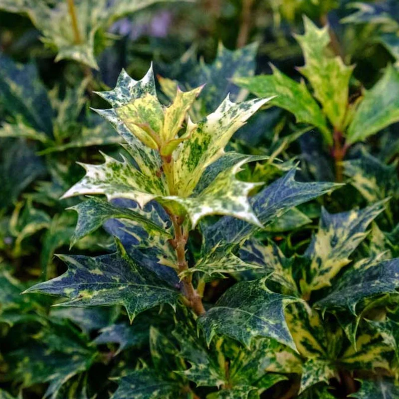 OSMANTHUS TRICOLOR IN VASO 9CM