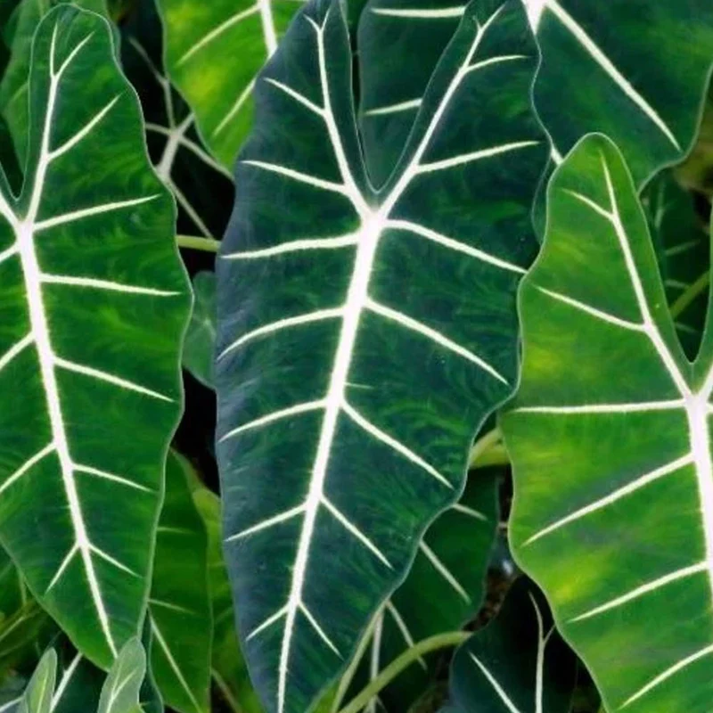 ALOCASIA POLLY ORECCHIE DA ELEFANTE CIOTOLINA 17CM