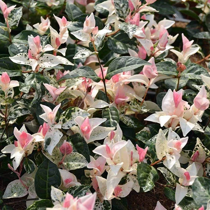 RHYNCOSPERMUM TRICOLOR O GELSOMINO TRICOLORE VASO 15CM