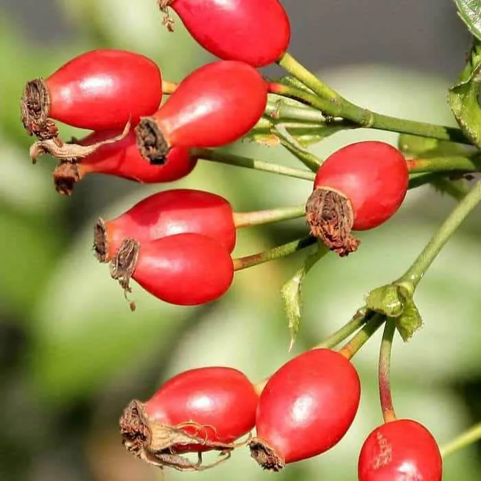 ROSA CANINA IN VASO 18CM