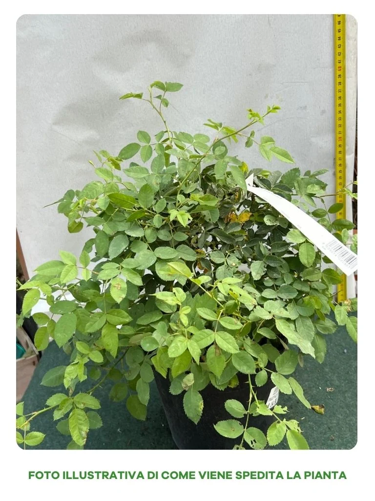 ROSA CANINA IN VASO 18CM