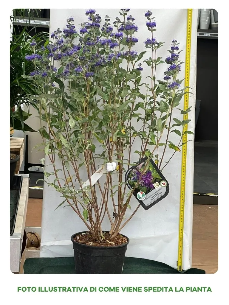 CARYOPTERIS CLANDONENSIS STERLING SILVER VASO 18CM
