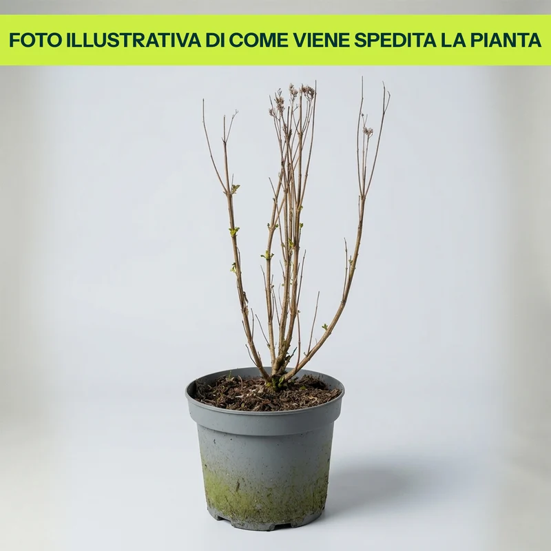 CARYOPTERIS CLANDONENSIS GRAND BLUE VASO 18CM