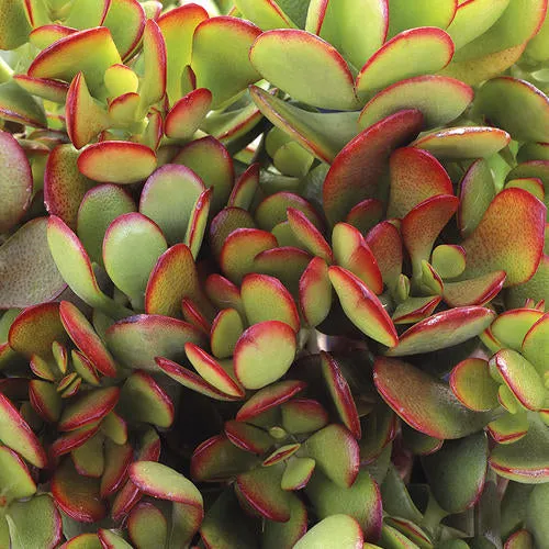 CRASSULA OVATA VASO 13CM